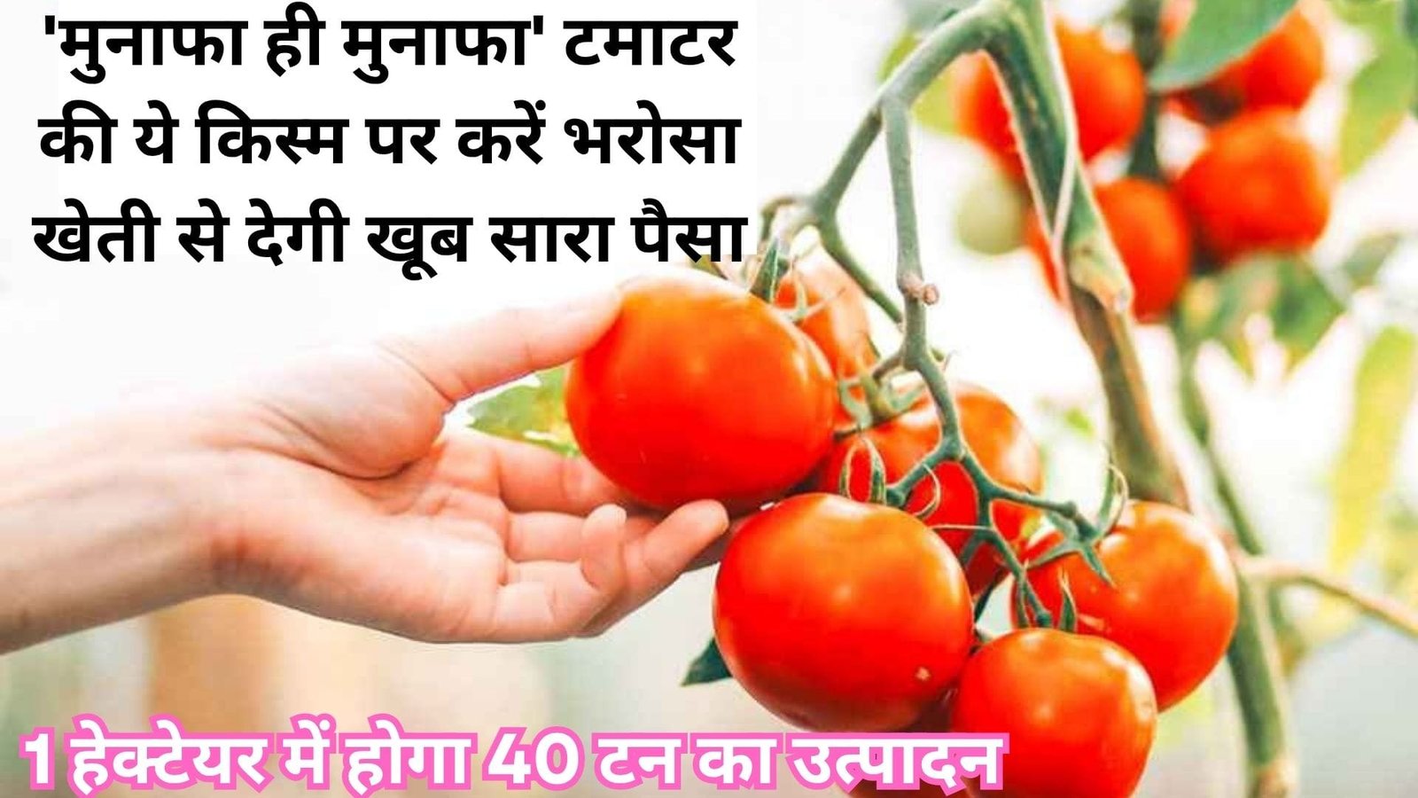 'मुनाफा ही मुनाफा' टमाटर की ये किस्म पर करें भरोसा खेती से देगी खूब सारा पैसा 1 हेक्टेयर में होगा 40 टन का उत्पादन, जानिए खासियत