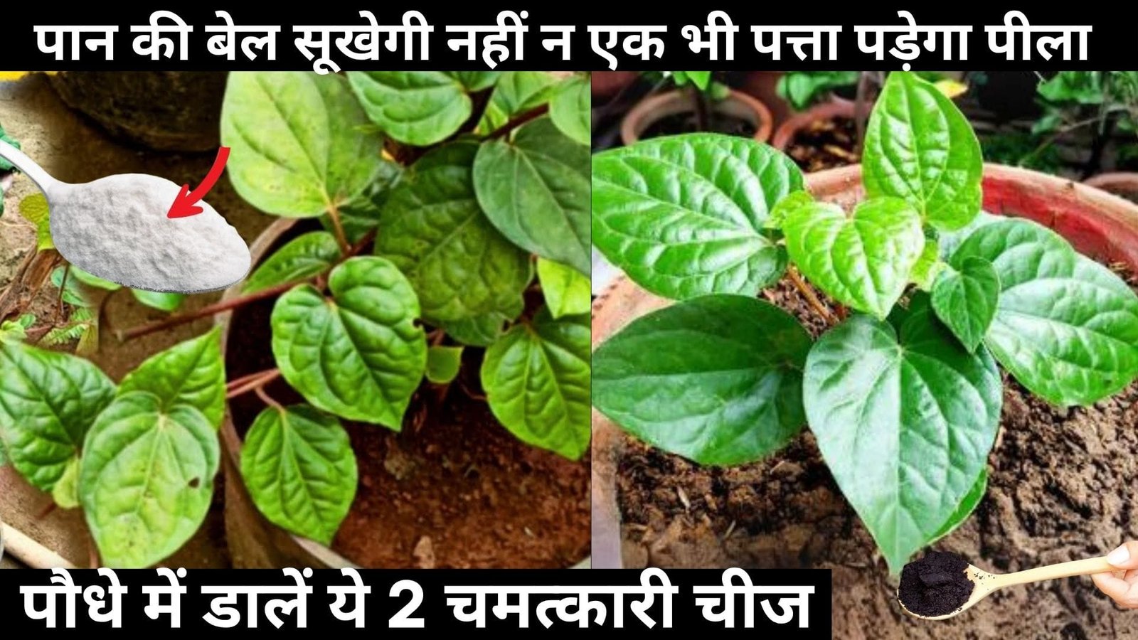 पान की बेल सूखेगी नहीं न एक भी पत्ता पड़ेगा पीला, पौधे में डालें ये 2 चमत्कारी चीज हरी भरी अनगिनत पत्तों से घनी होगी बेल
