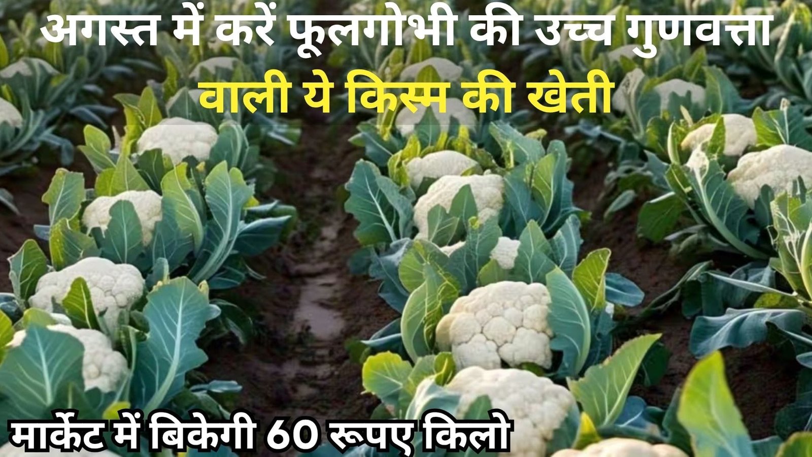 अगस्त में करें फूलगोभी की उच्च गुणवत्ता वाली ये किस्म की खेती, 70 दिनों में खेती से हो जायेंगे लखपति मार्केट में बिकेगी 60 रूपए प्रति किलो