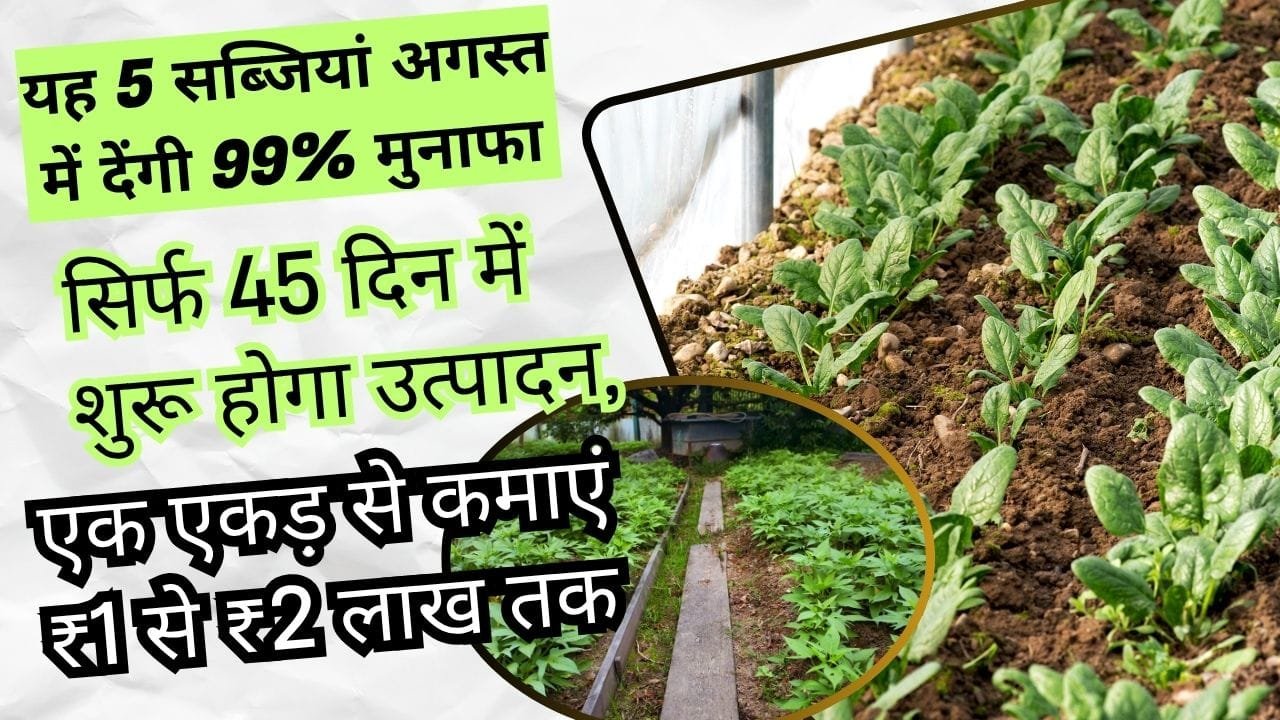 अगस्त में इन 5 सब्जियों की खेती कर सकते हैं