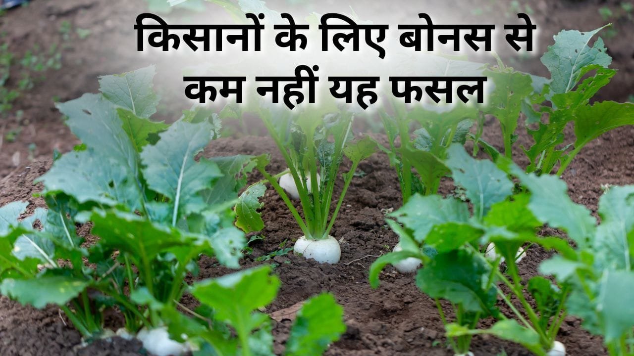 शलजम की खेती में कमाई