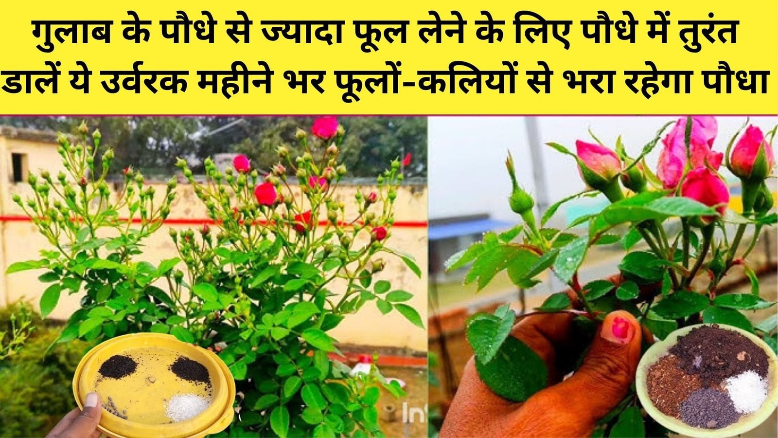 गुलाब के पौधे से ज्यादा फूल लेने के लिए पौधे में तुरंत डालें ये उर्वरक, महीने भर फूलों-कलियों से भरा रहेगा पौधा, जाने पौधे में फूल खिलाने का राज