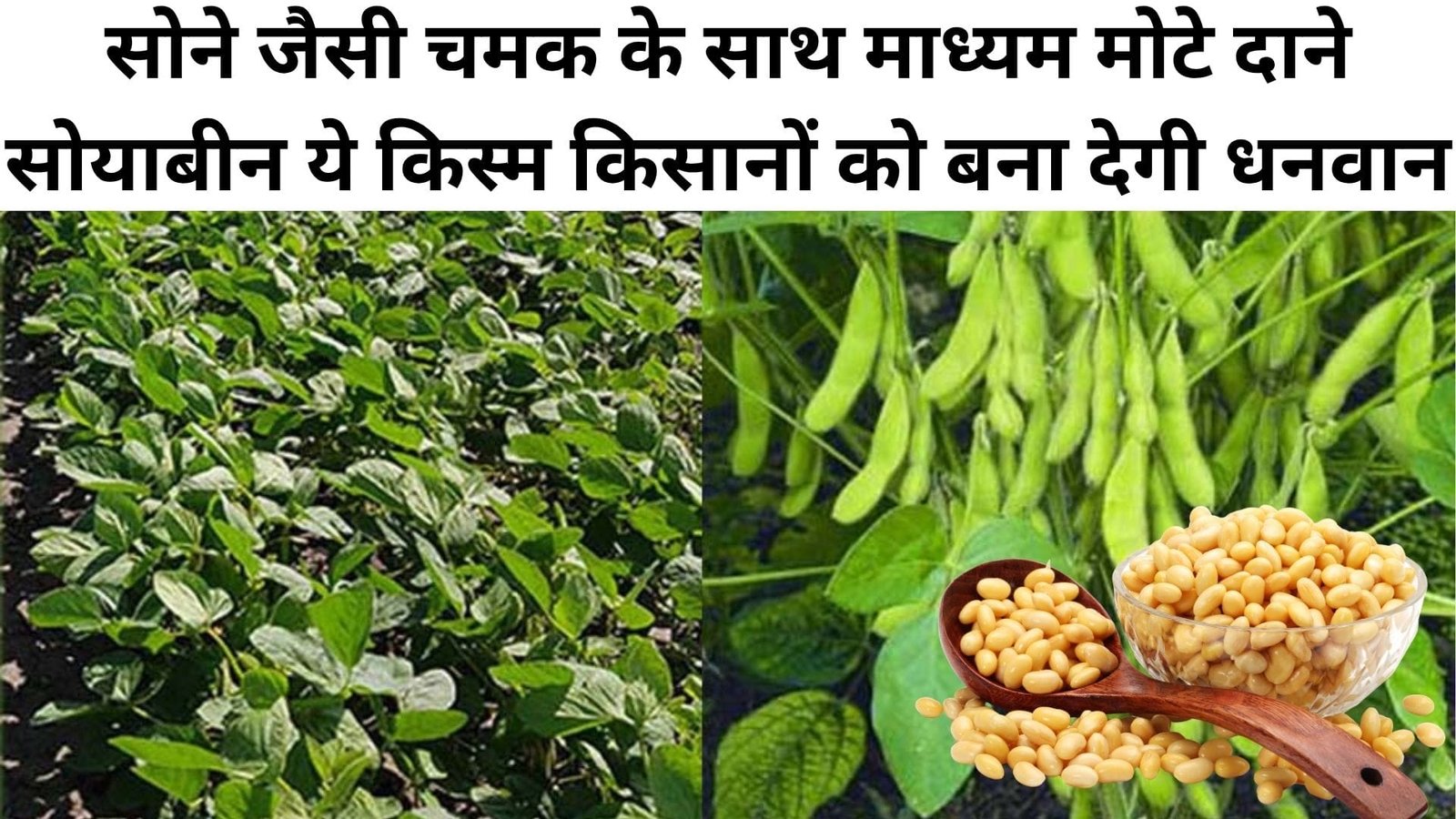 सोने जैसी चमक के साथ माध्यम मोटे दाने, सोयाबीन ये किस्म किसानों को बना देगी धनवान मार्केट में भी मिलेगा अच्छा दाम, जाने खासियत