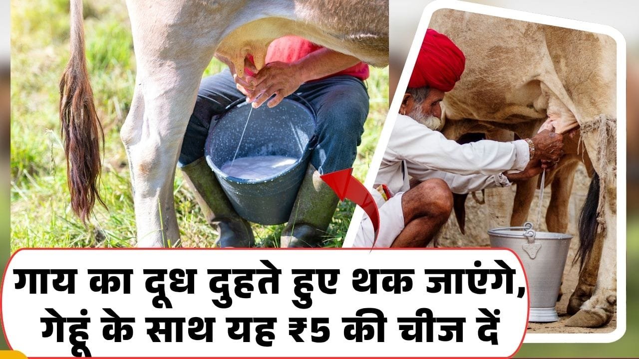 अंकुरित गेंहू में थोड़ा चूना मिलाकर देने से गाय का दूध बढ़ सकता है