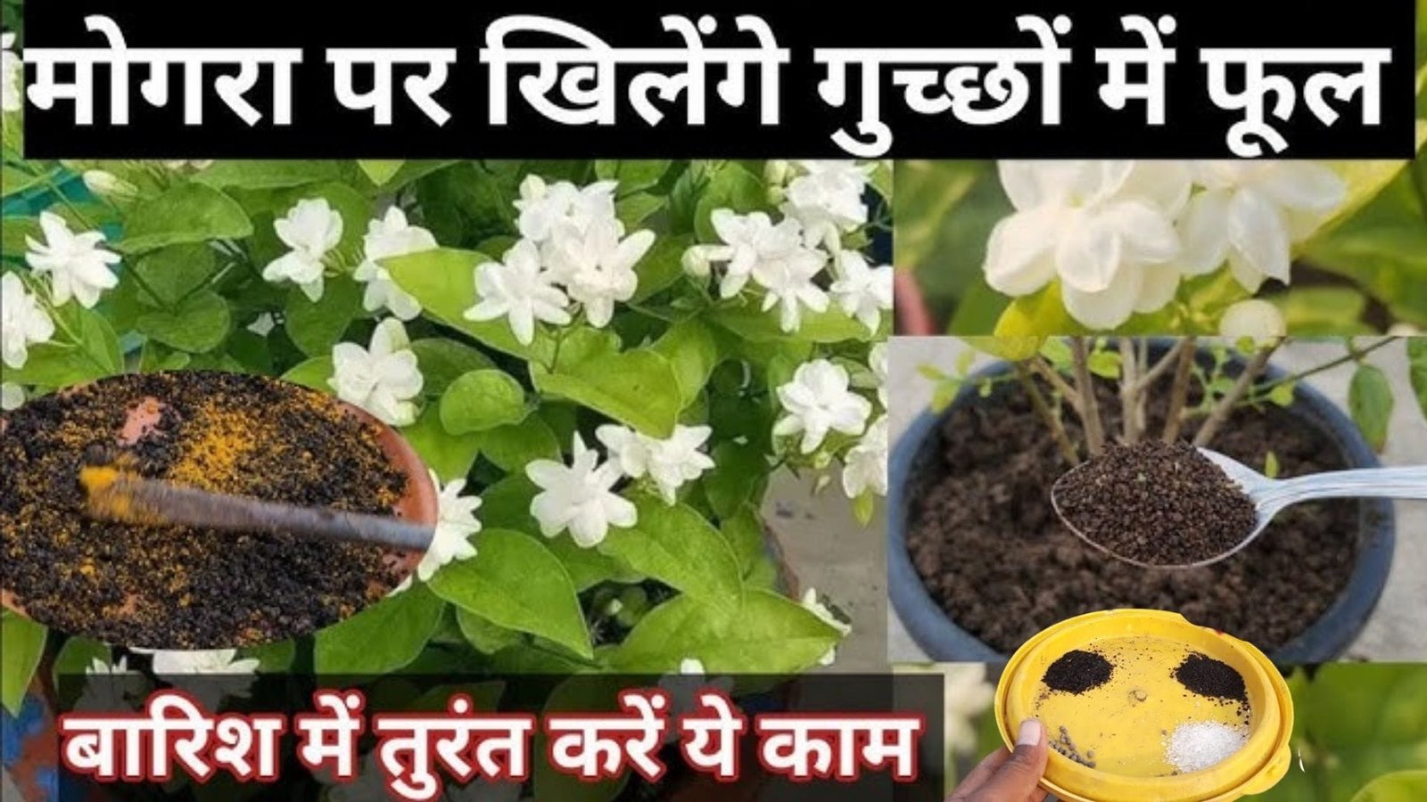 मोगरा की डबल ग्रोथ और चमचमाते फूलों के लिए जड़ में तुरंत डालें ये चीजें, बंपर फ्लॉवरिंग से भर जायेगा पौधा खुशबू से महक उठेगा पूरा बगीचा