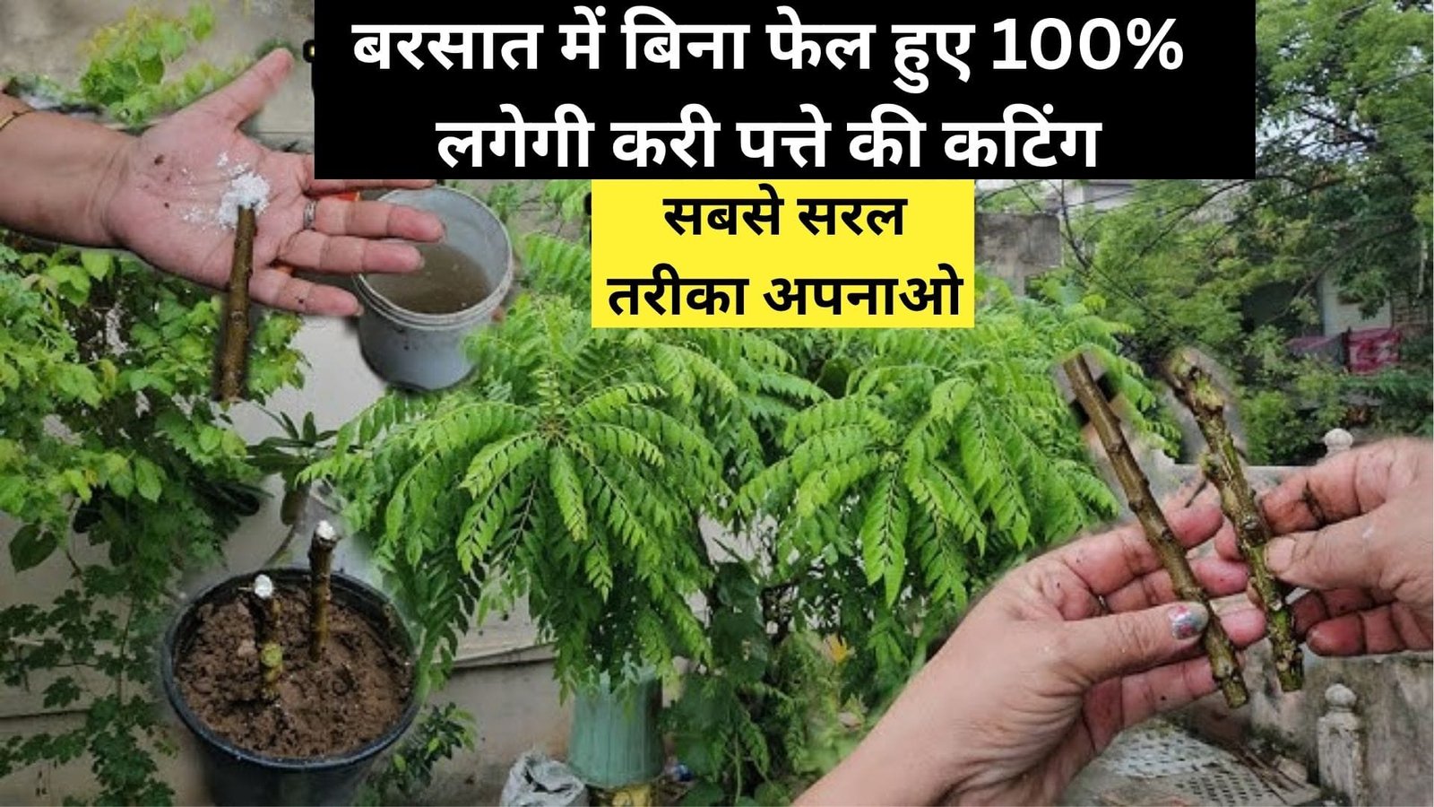 बरसात में बिना फेल हुए 100% लगेगी करी पत्ते की कटिंग, सबसे सरल तरीका अपनाओ ढेर सारी पौधे में पत्तियां पाओ