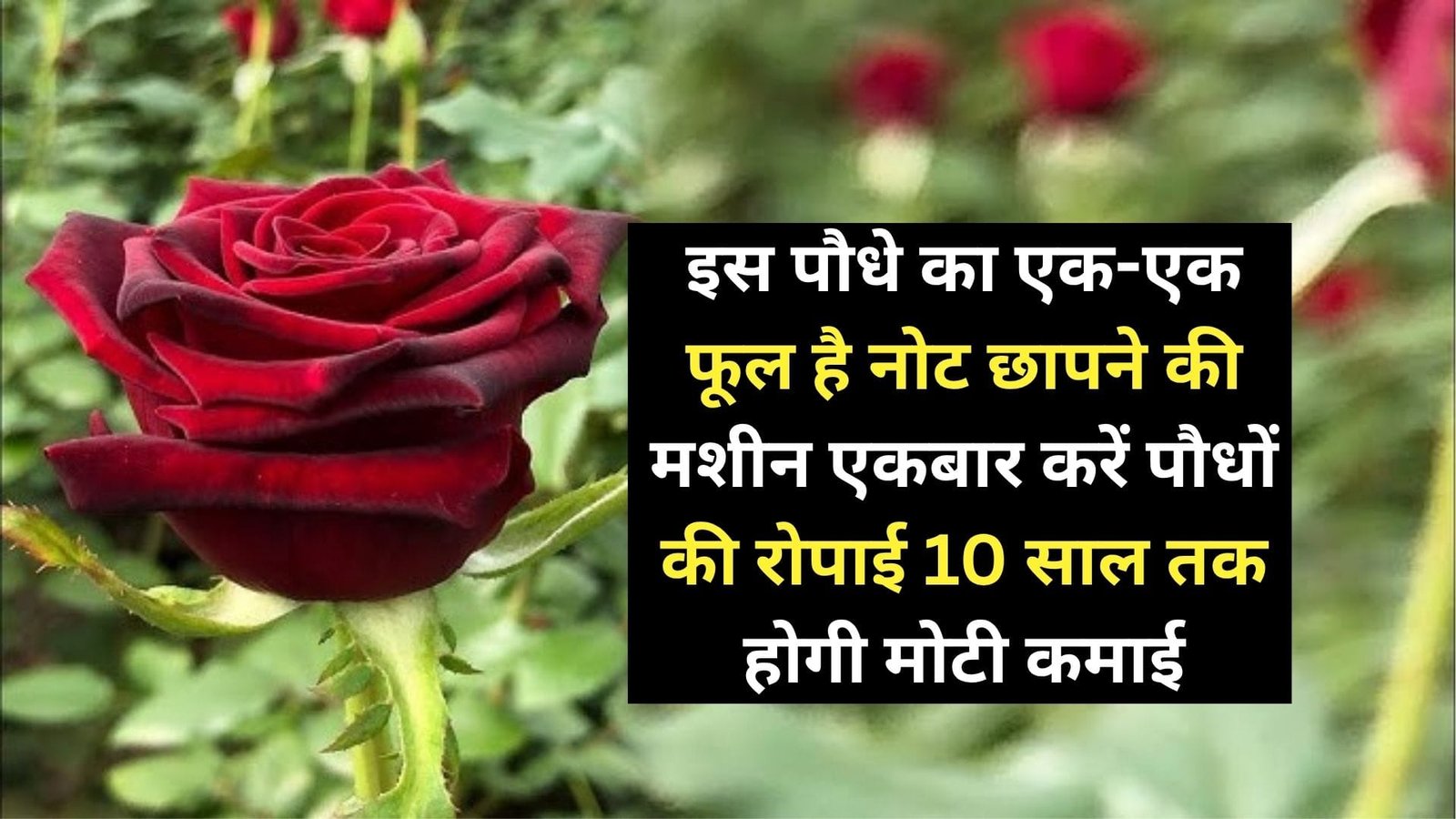 इस पौधे का एक-एक फूल है नोट छापने की मशीन, एकबार करें पौधों की रोपाई 10 साल तक होगी मोटी कमाई दुनिया भर में है खूब डिमांड