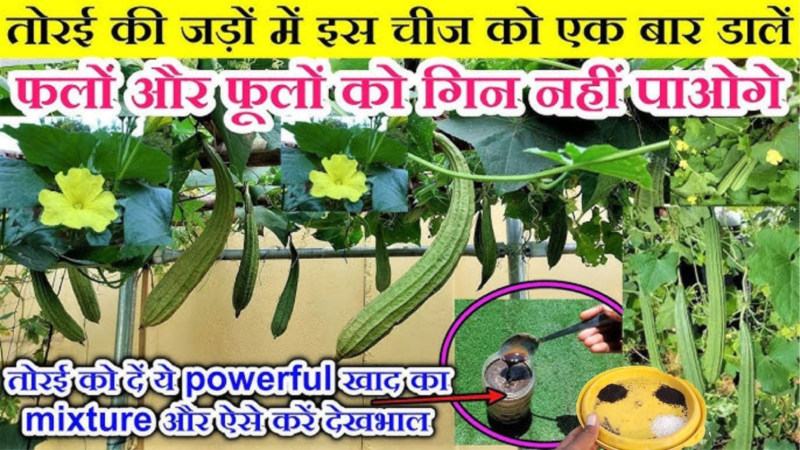 तोरई की बेल में पत्तियों से ज्यादा लटकती हुई नजर आएगी तोरई, जड़ के पास एक स्पून डालें ये चीज बंपर होगी पैदावार