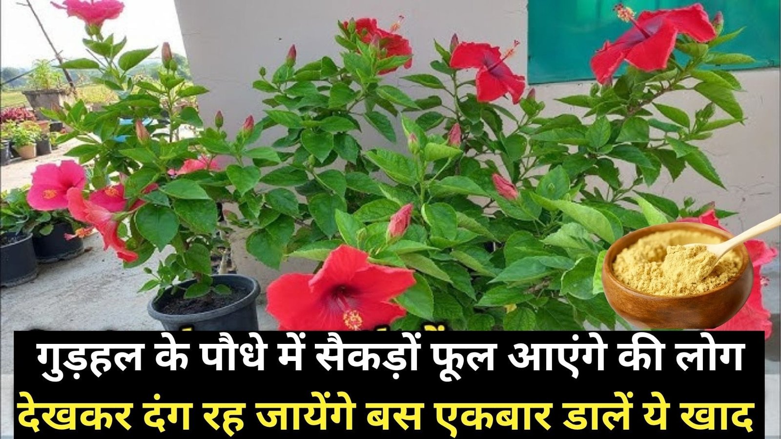 गुड़हल के पौधे में सैकड़ों फूल आएंगे की लोग देखकर दंग रह जायेंगे, बस एकबार डालें ये खाद माली भी नहीं बताएगा ये सस्ता राज