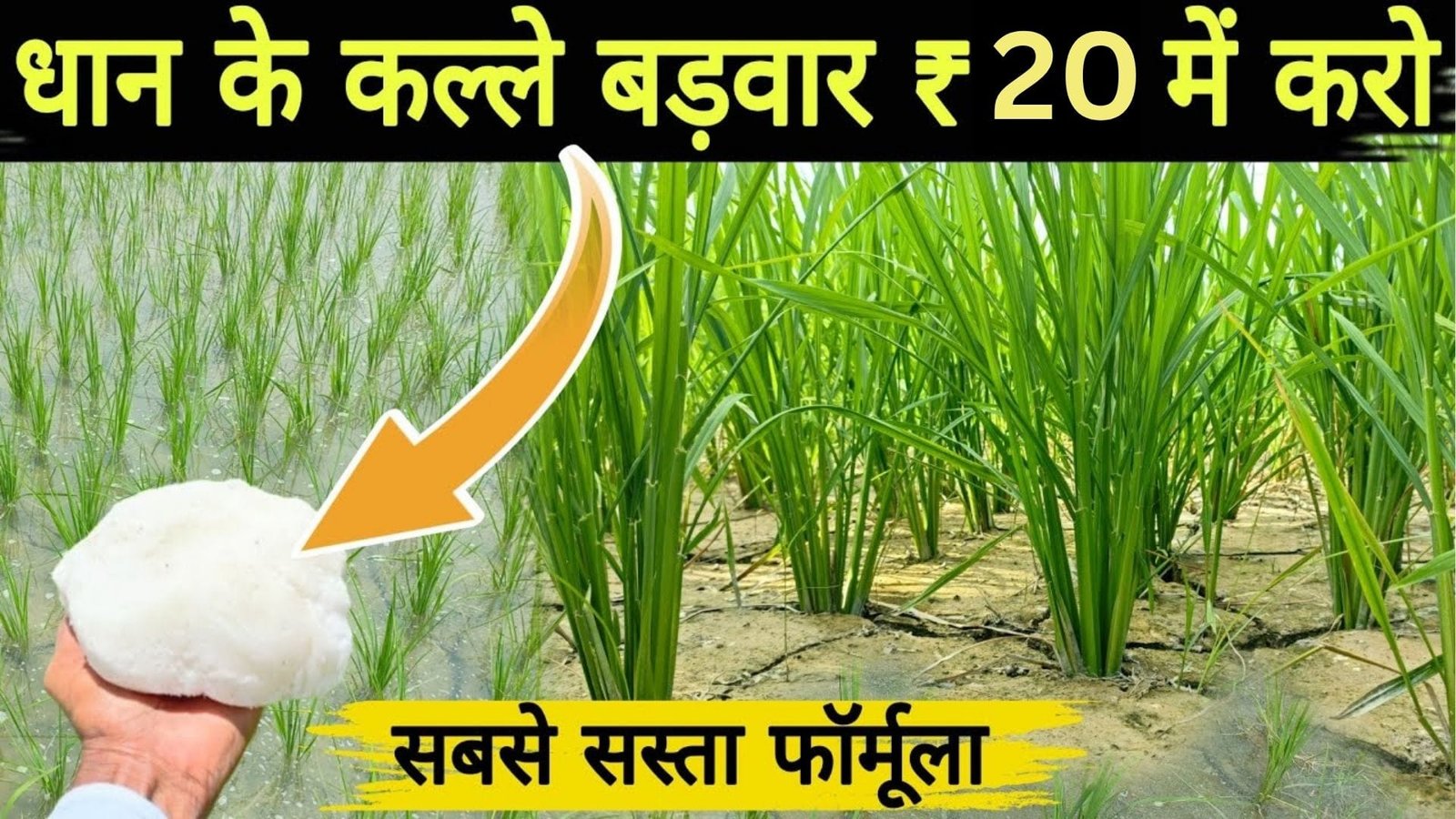 Agriculture tips: धान के सिंचाई के पानी में मिला दें 10 रूपए की ये चीज, धान की पैदावार में होगी बंपर वृद्धि खेतों में फूंक देगा जान, जाने नाम