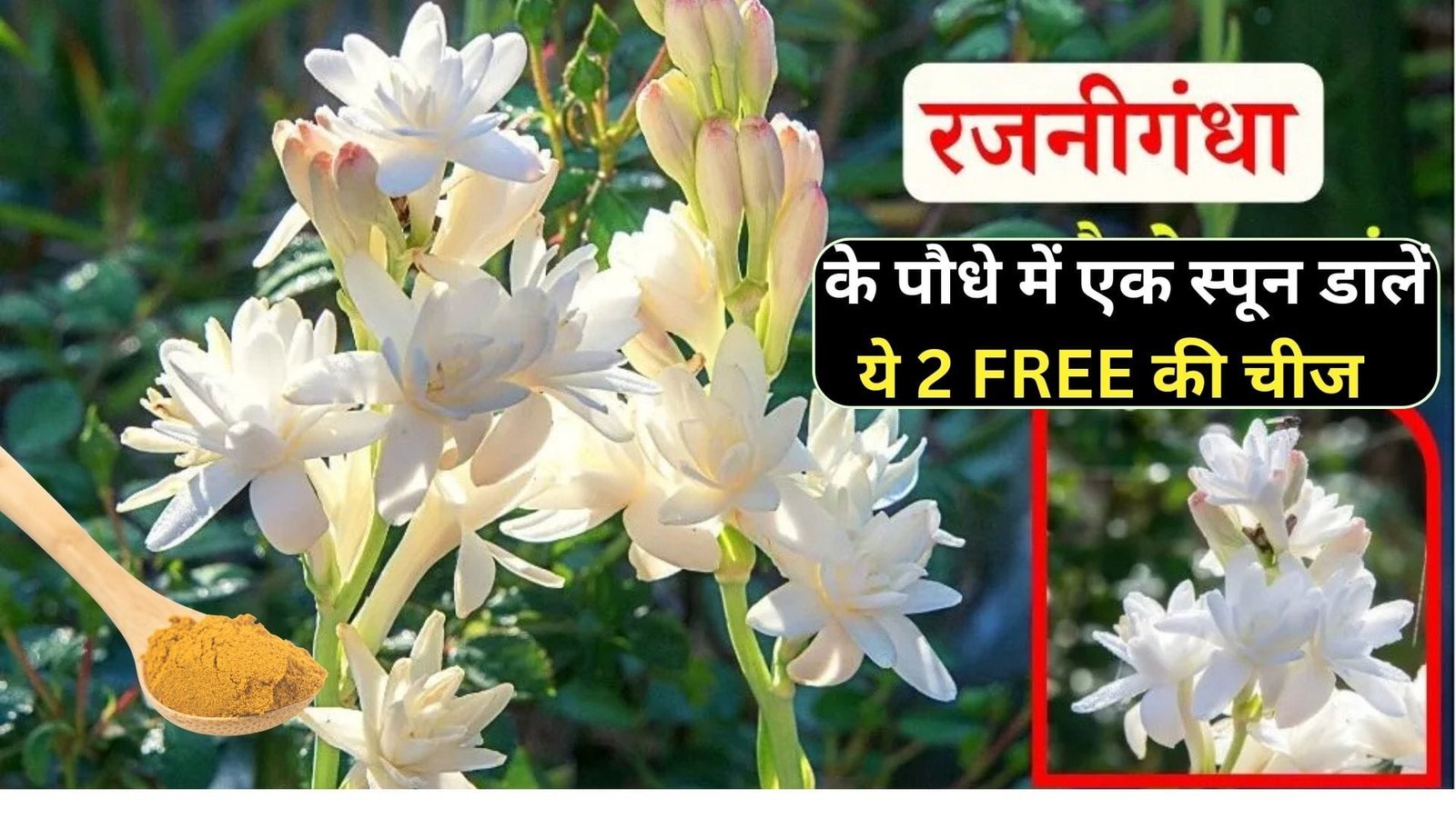रजनीगंधा के पौधे में एक स्पून डालें ये 2 FREE की चमत्कारी चीज, खुशबूदार फूलों से महक उठेगी बगिया नर्सरी वाले खुद करते है इस्तेमाल