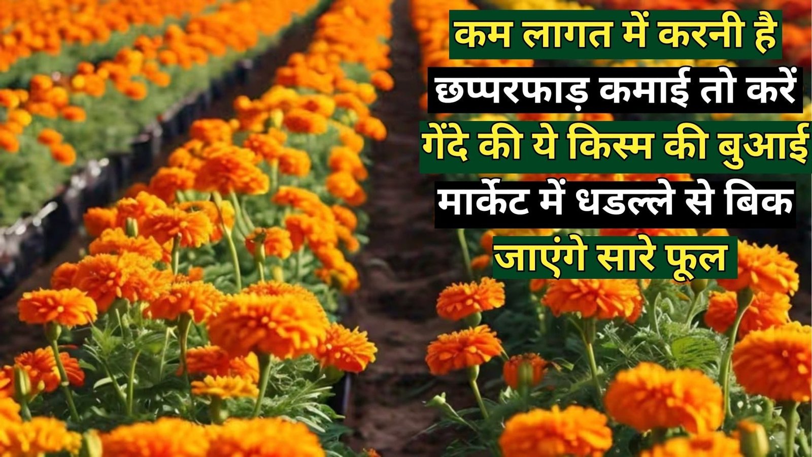 कम लागत में करनी है छप्परफाड़ कमाई, तो करें गेंदे की इस किस्म की बुआई 1 एकड़ में होगा बंपर उत्पादन मार्केट में धडल्ले से बिक जाएंगे सारे फूल