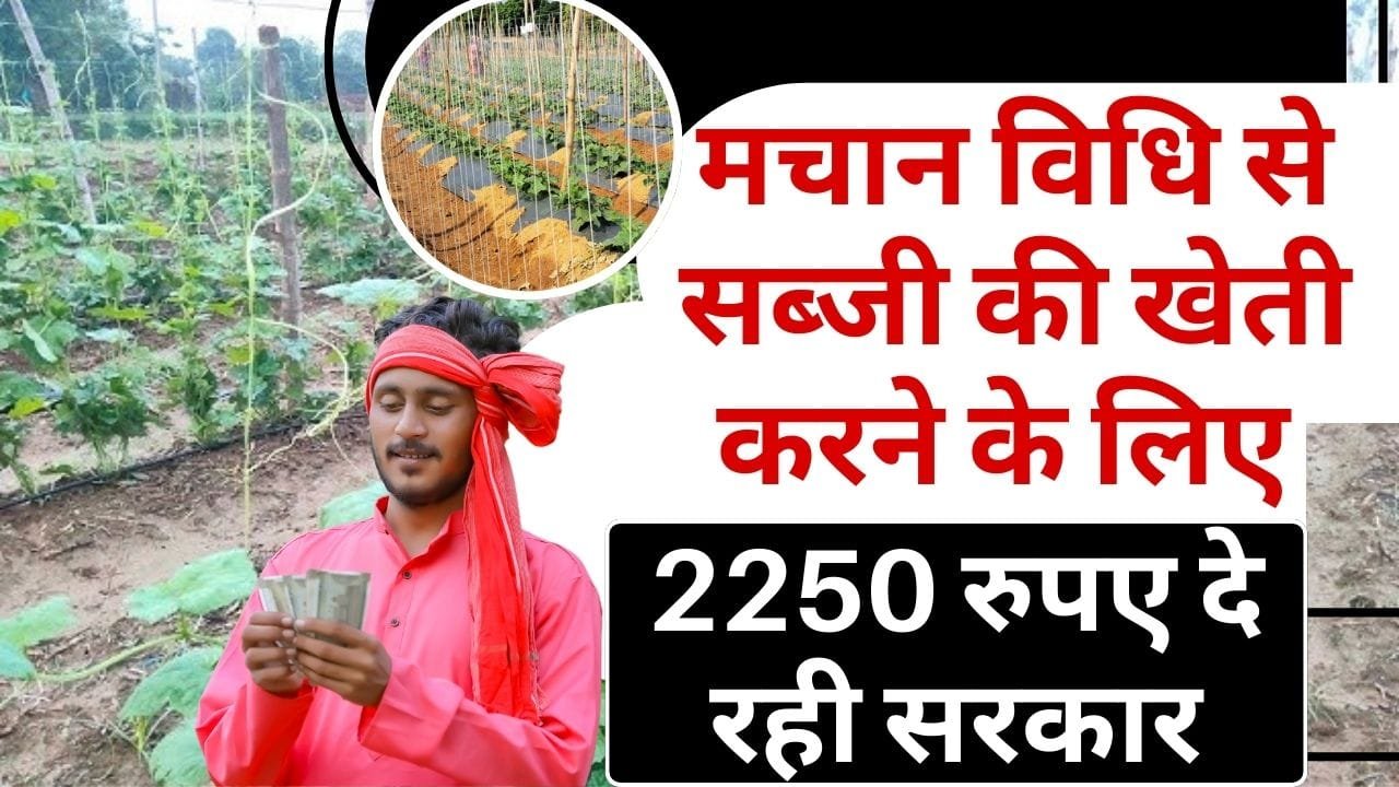 मचान विधि से सब्जी की खेती करने के लिए 50% अनुदान