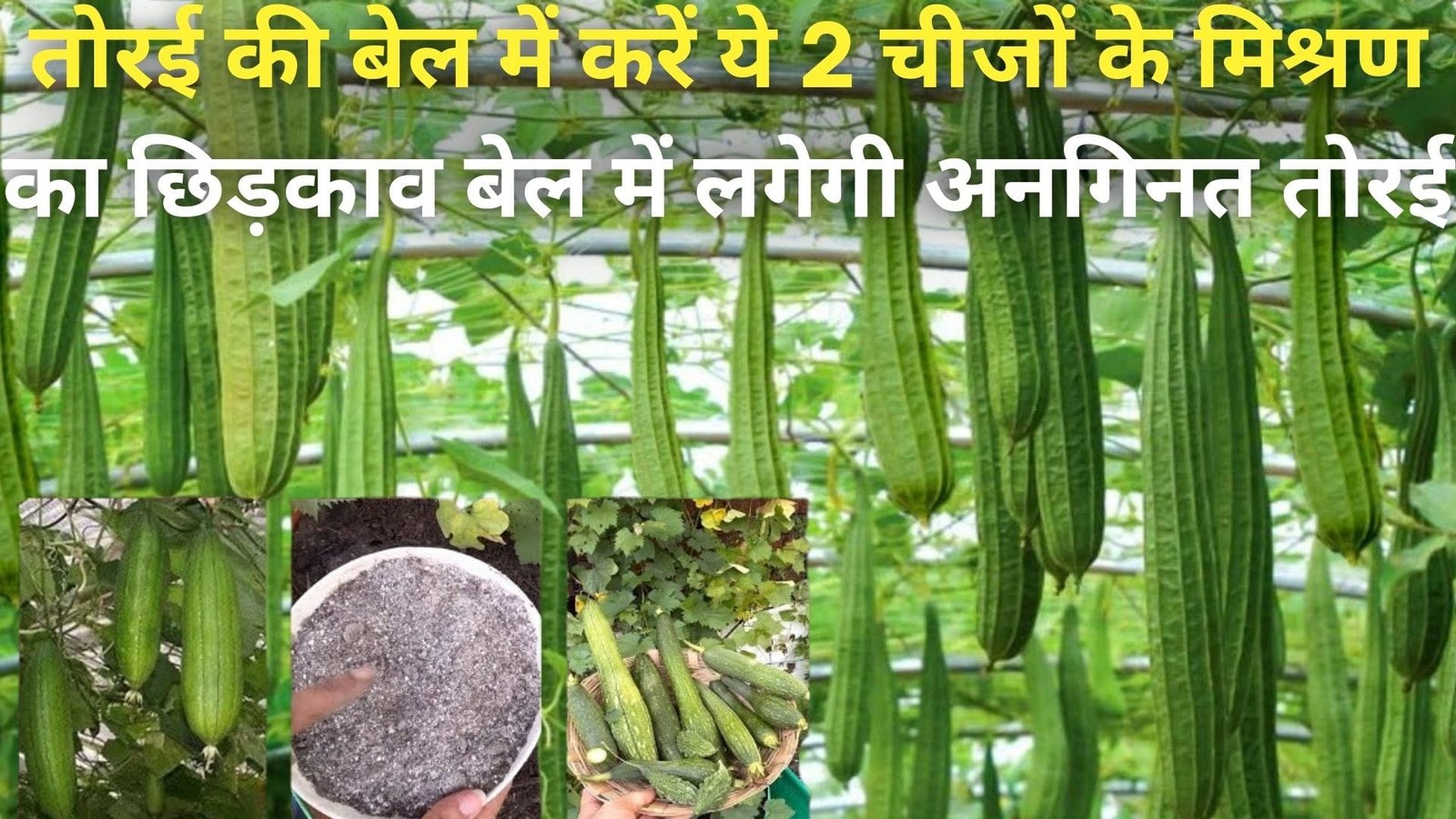 तोरई की बेल में करें ये 2 चीजों के मिश्रण का छिड़काव, बेल में लगेगी अनगिनत तोरई तोड़ते-तोड़ते थक जायेंगे, जानिए नाम