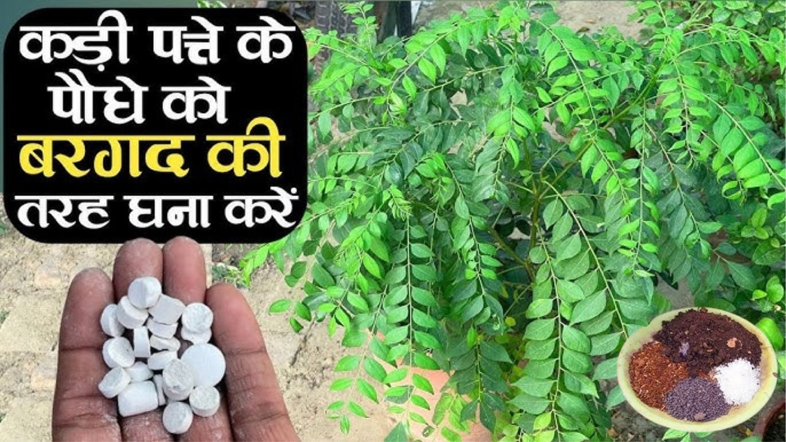 कमजोर से कमजोर सिंगल डंडी वाला करी पत्ते का पौधा भी होगा घना, ये 6 चीजों से बना मिश्रण पौधे में डालते ही दोगुना तेजी से बढ़ेगी ग्रोथ