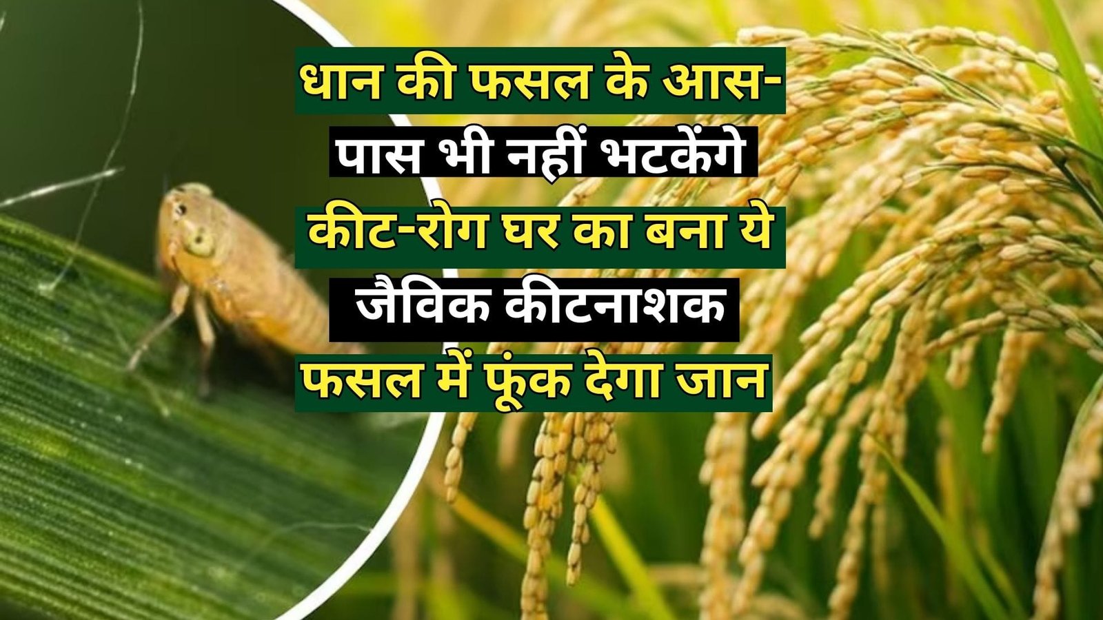 धान की फसल के आस-पास भी नहीं भटकेंगे कीट-रोग, घर का बना ये जैविक कीटनाशक फसल में फूंक देगा जान पैदावार होगी दोगुना