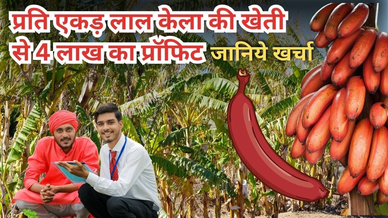 लाल केले की खेती में खर्च और मुनाफा