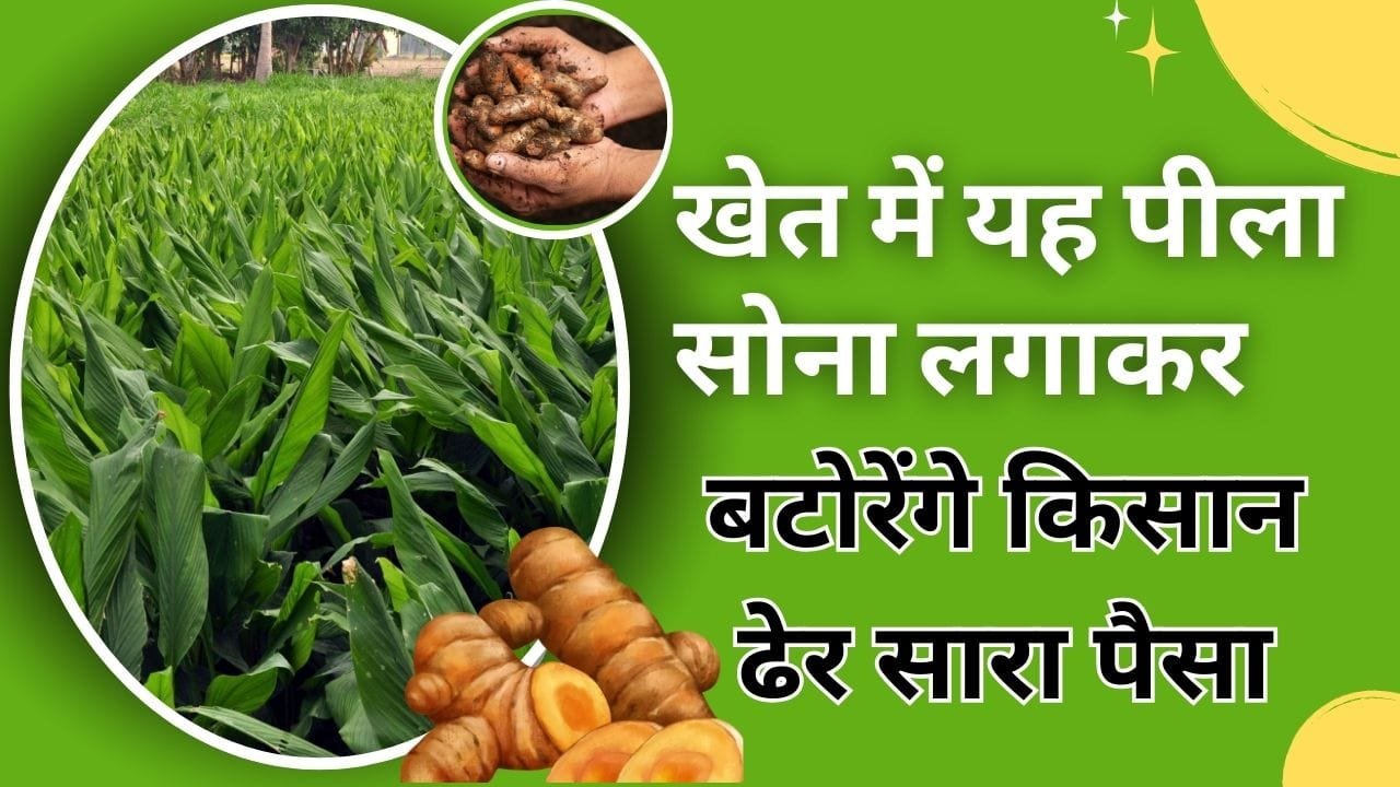 एक एकड़ में हल्दी की खेती करते हैं तो खर्च