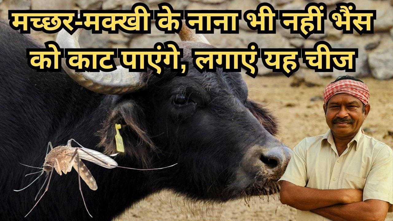 भैंस को मक्खी-मच्छर से कैसे बचाएं