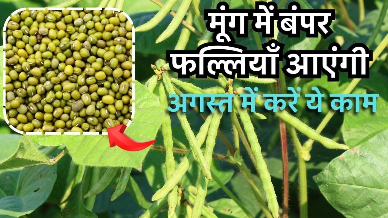 अगस्त में मूंग के खेत में क्या करें