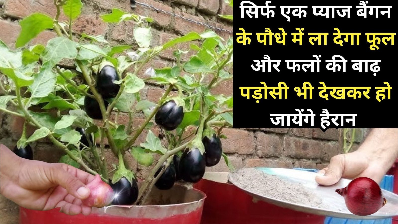 सिर्फ एक प्याज बैंगन के पौधे में ला देगा फूल और फलों की बाढ़, पड़ोसी भी देखकर हो जायेंगे हैरान बंपर होगी उपज बाजार से बैंगन खरीदना भूल जायेंगे