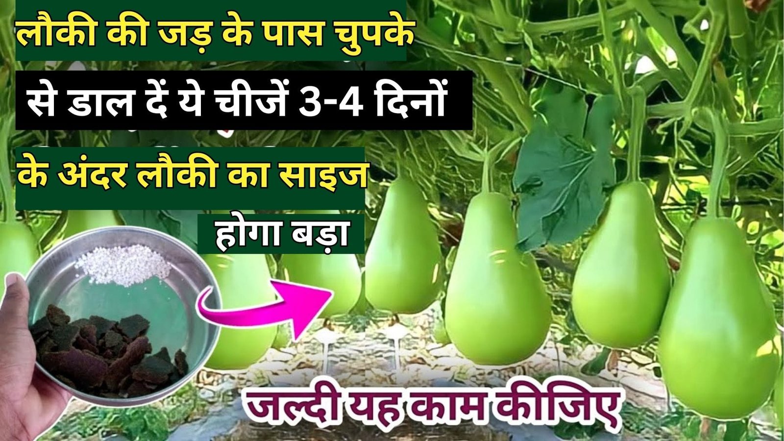 लौकी की जड़ के पास चुपके से डाल दें ये चीजें, 3-4 दिनों के अंदर लौकी का साइज होगा बड़ा बेल में लगेगी बंपर लौकी