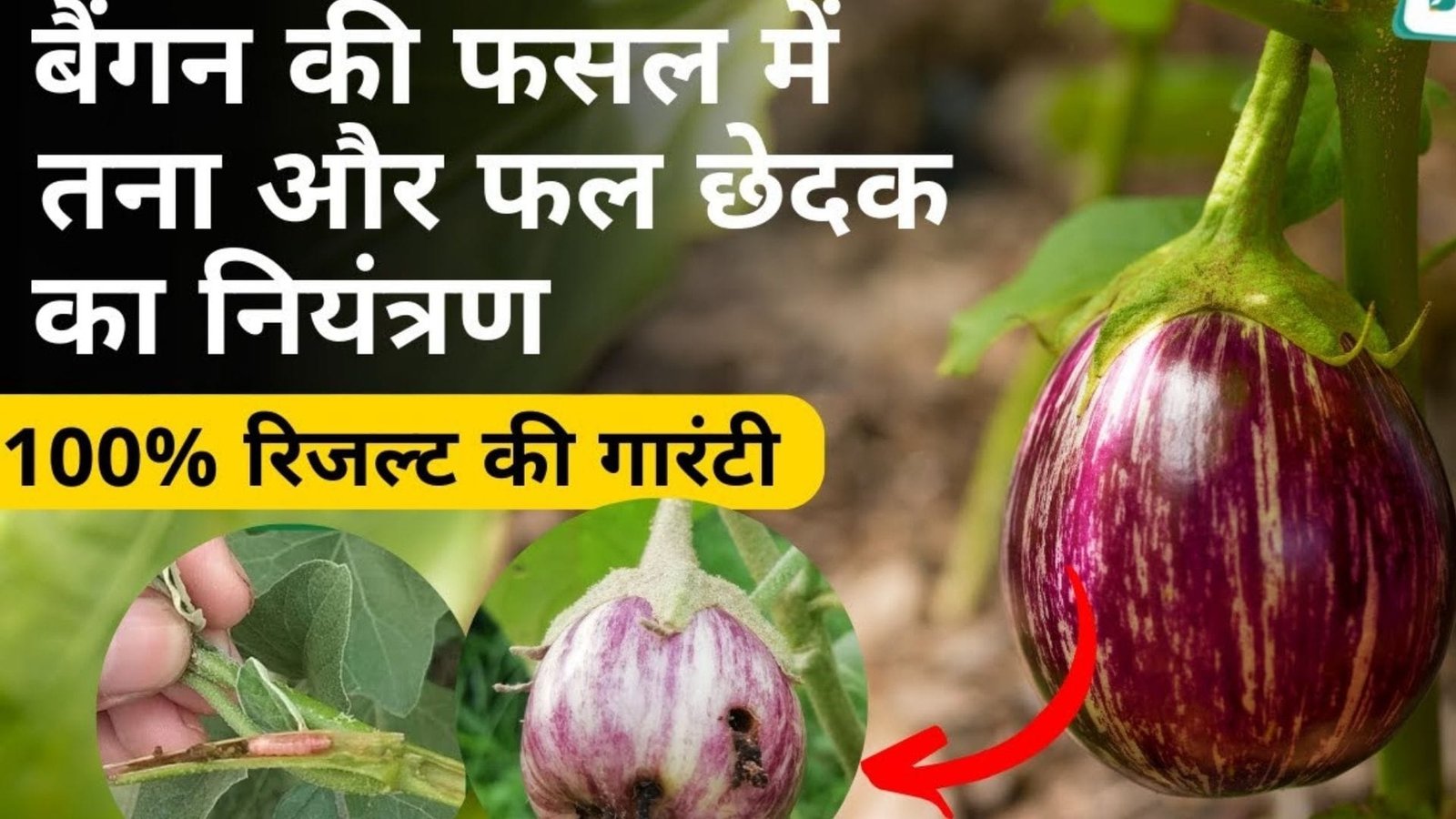 बैंगन की फसल में जिद्दी से जिद्दी कीड़ा होगा छूमंतर, ये 1 चीज पौधों के लिए बनेगी वरदान स्वस्थ-सुंदर-चमकदार बैंगन से लद जाएंगे पौधे