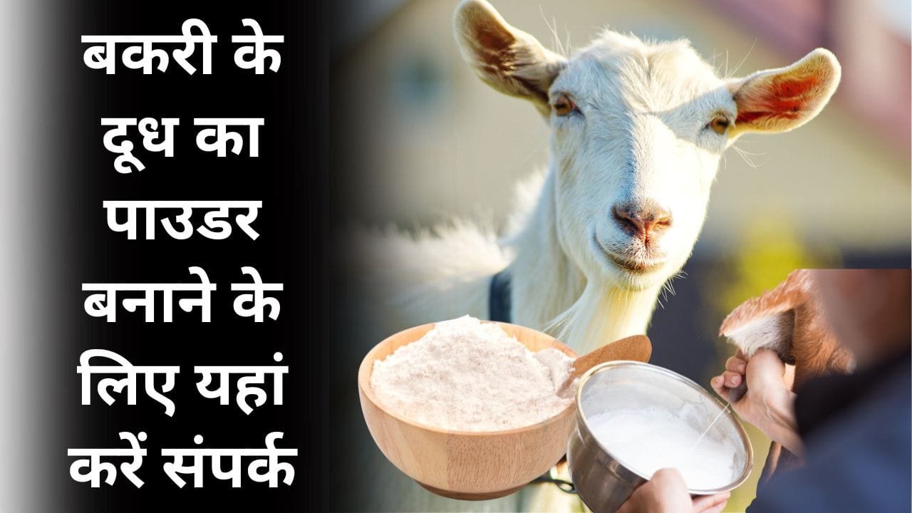 बकरी के दूध का पाउडर बनाने के लिए कहां करें संपर्क?