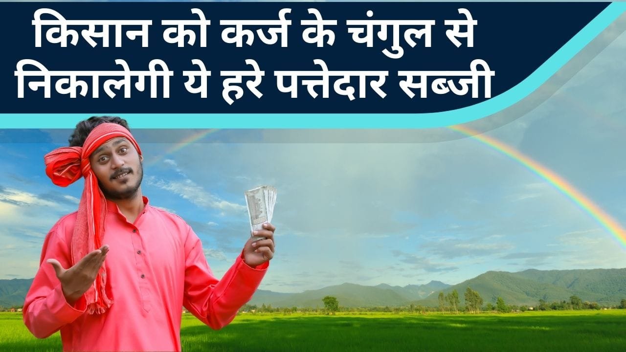 बरसात में धनिया की खेती