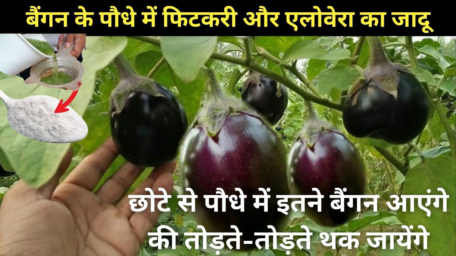 बैंगन के पौधे में फिटकरी और एलोवेरा का जादू, छोटे से पौधे में इतने बैंगन आएंगे की तोड़ते-तोड़ते थक जायेंगे, जानिए तरीका