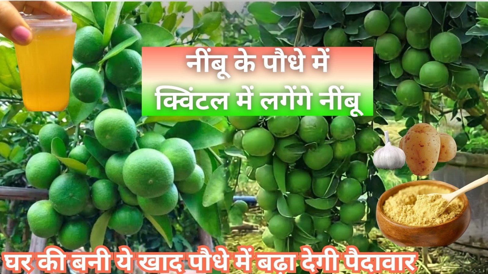 नींबू के पौधे में क्विंटल में लगेंगे नींबू, घर की बनी ये खाद पौधे में बढ़ा देगी पैदावार पड़ोसियों को भी बाजार से खरीदने की झंझट होगी खत्म