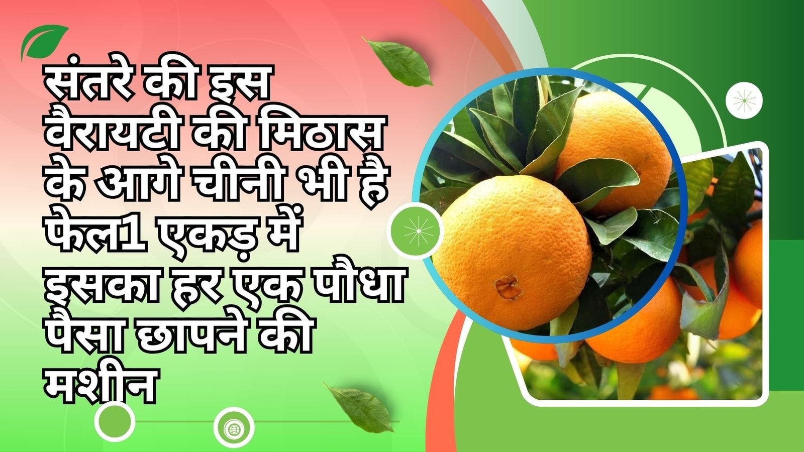 संतरे की इस वैरायटी की मिठास के आगे चीनी भी है फेल, 1 एकड़ में इसका हर एक पौधा पैसा छापने की मशीन सालों साल होगी मोटी कमाई
