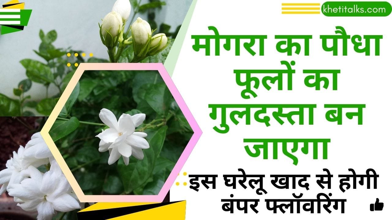 मोगरा के लिए घरेलू खाद