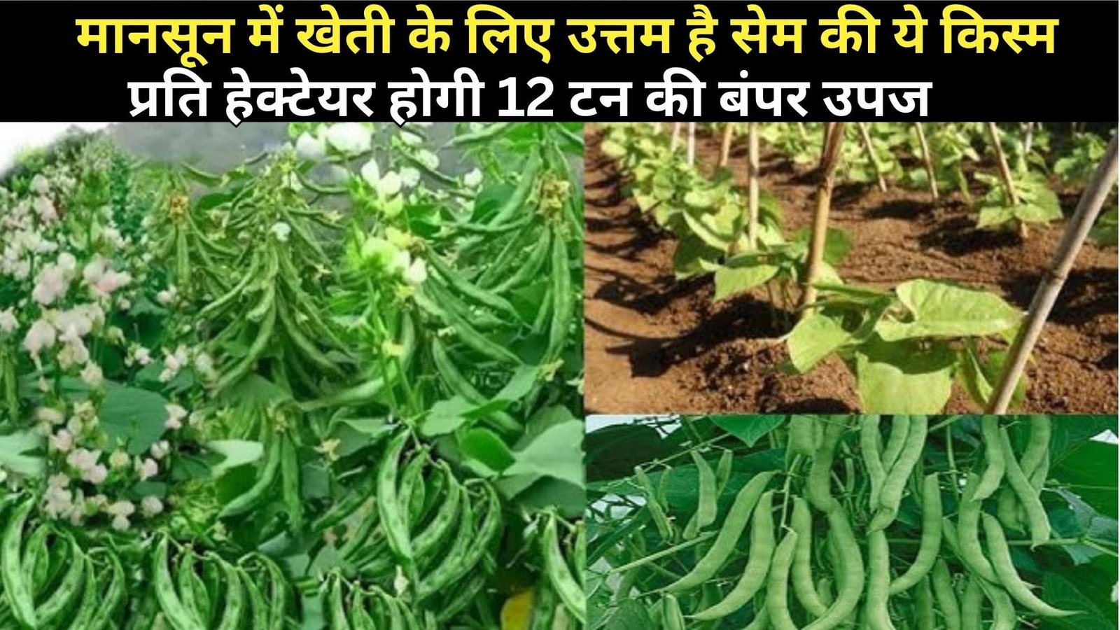 मानसून में खेती के लिए उत्तम है सेम की ये किस्म, प्रति हेक्टेयर होगी 12 टन की बंपर उपज हजार की लागत में आएंगे लाखों, जानिए खासियत