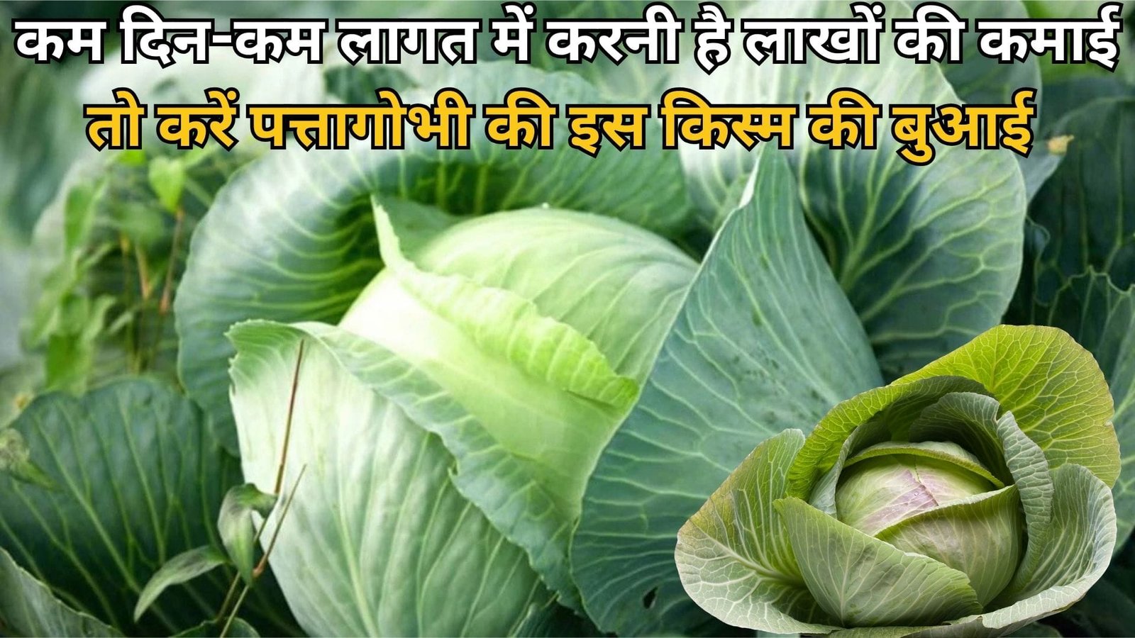 कम दिन-कम लागत में करनी है लाखों की कमाई, तो करें पत्तागोभी की इस किस्म की बुआई बनाएगी मालामाल, जाने खासियत