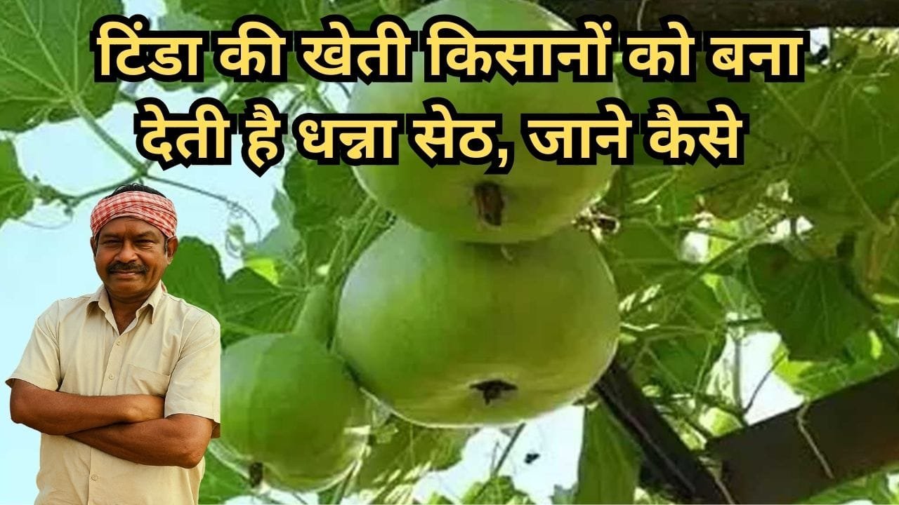 टिंडा की खेती