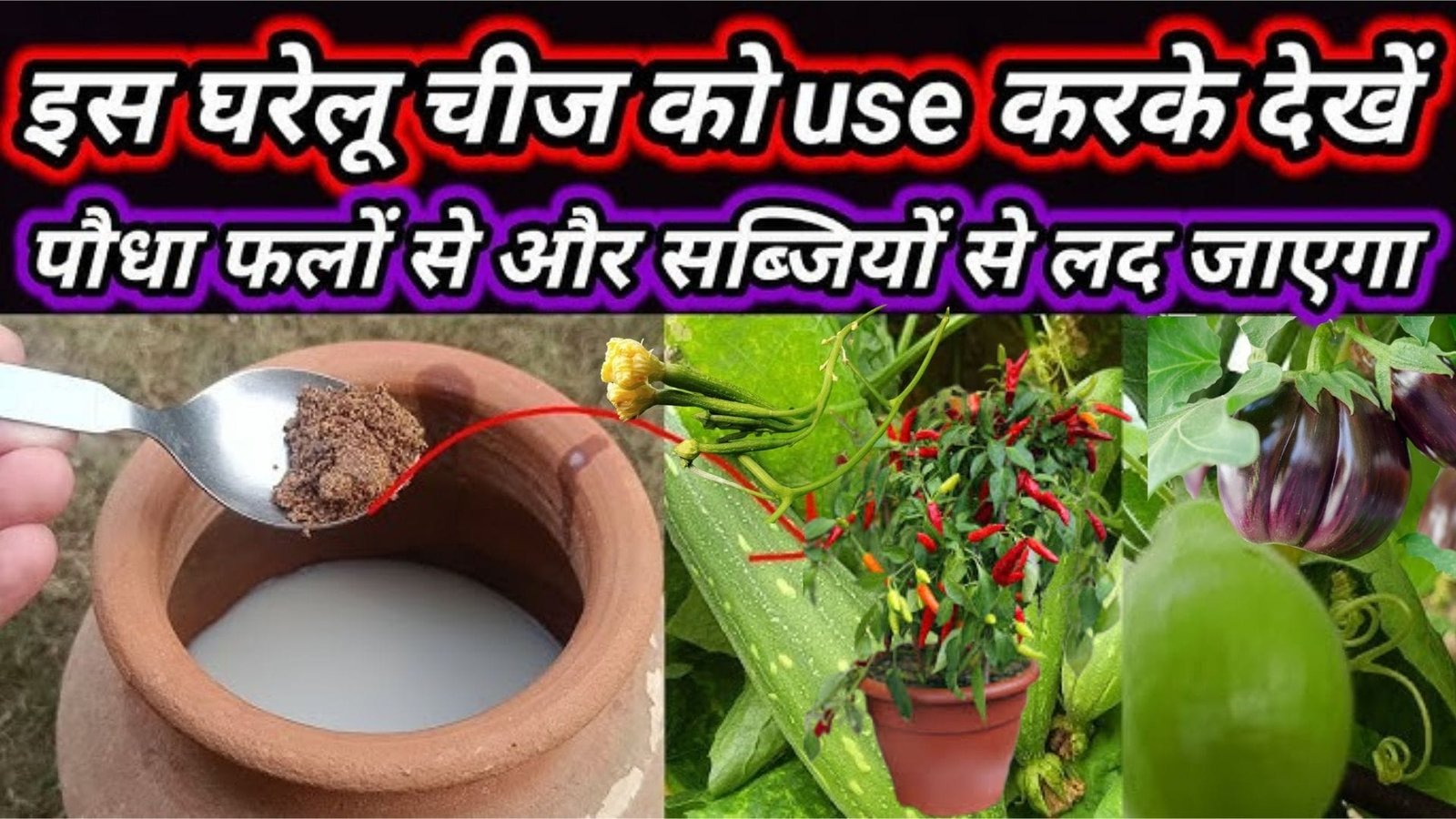 फल-सब्जियों के पौधे में करें छाछ के साथ इस जादुई चीज का स्प्रे, ऑर्गेनिक फर्टिलाइजर से लौटेगा फलों में 60 साल पुराना स्वाद, जानिए नाम