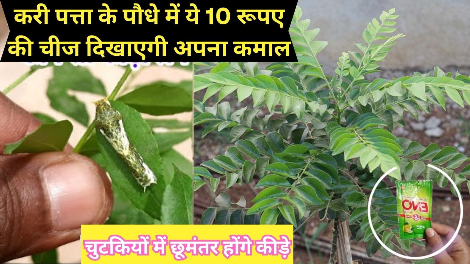 करी पत्ता के पौधे में ये 10 रूपए की चीज दिखाएगी अपना कमाल, चुटकियों में छूमंतर होंगे कीड़े खुशबूदार पत्तियों से भर जाएगा पौधा