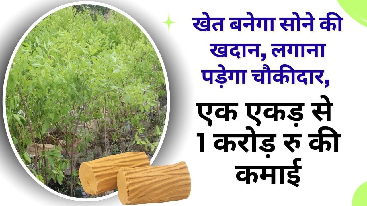 बरसात में लगा दें यह पेड़