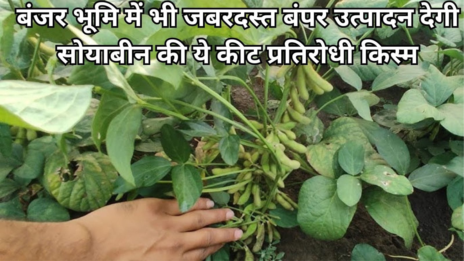 बंजर भूमि में भी जबरदस्त उत्पादन देगी सोयाबीन की ये कीट प्रतिरोधी किस्म, खेती से आएंगे लाखों रूपए, जानिए विशेषताएं