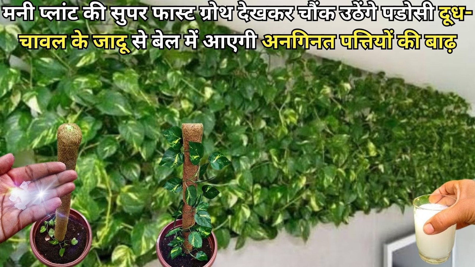 मनी प्लांट की सुपर फास्ट ग्रोथ देखकर चौंक उठेंगे पडोसी, दूध-चावल के जादू से बेल में आ जाएगी अनगिनत पत्तियों की बाढ़, जाने कैसे