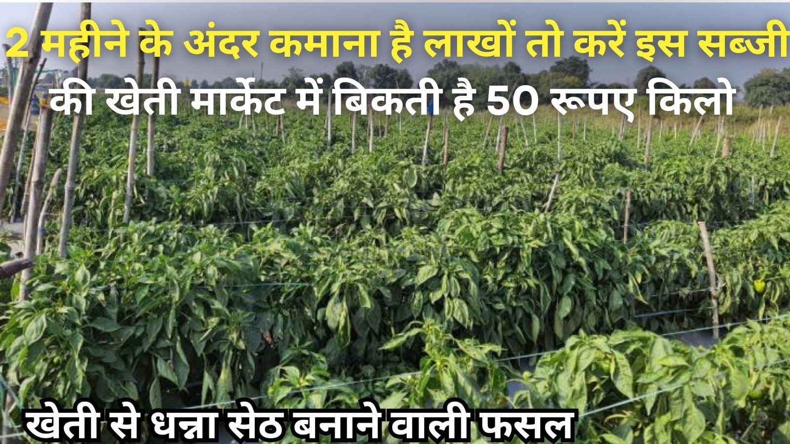 2 महीने के अंदर कमाना है लाखों, तो करें इस सब्जी की खेती मार्केट में बिकती है 50 रूपए किलो खेती से धन्ना सेठ बनाने वाली है फसल, जानिए नाम