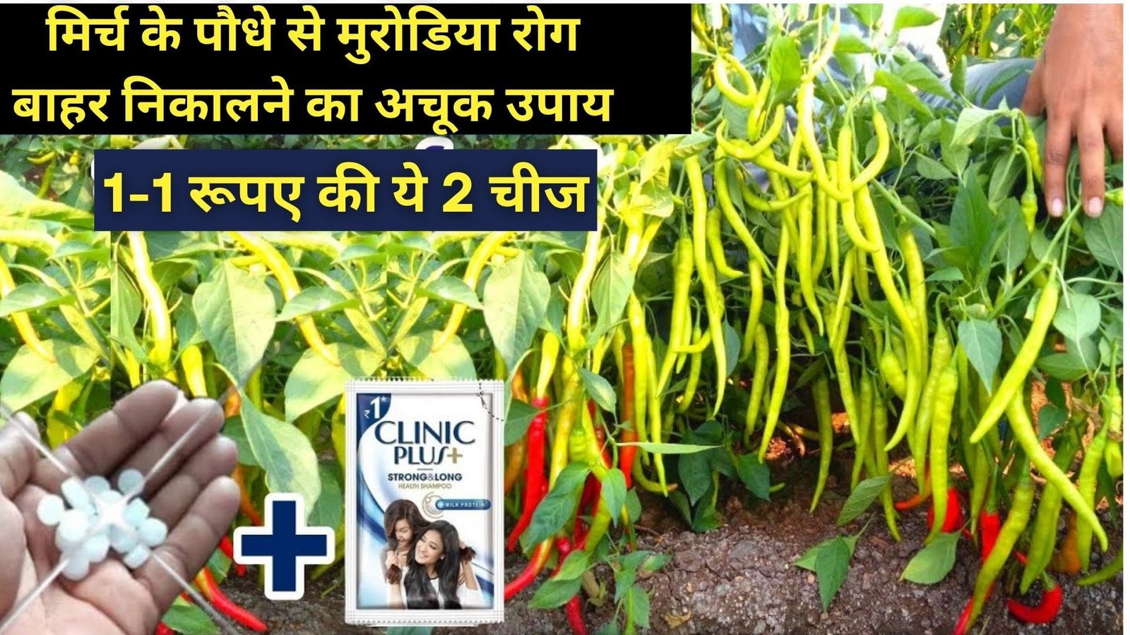 मिर्च के पौधे से मुरोडिया रोग बाहर निकालने का अचूक उपाय, 1-1 रूपए की ये 2 चीज पौधे में ला देगी सैकड़ों मिर्च की बहार मार्केट से मिर्च खरीदना भूल जाओगे