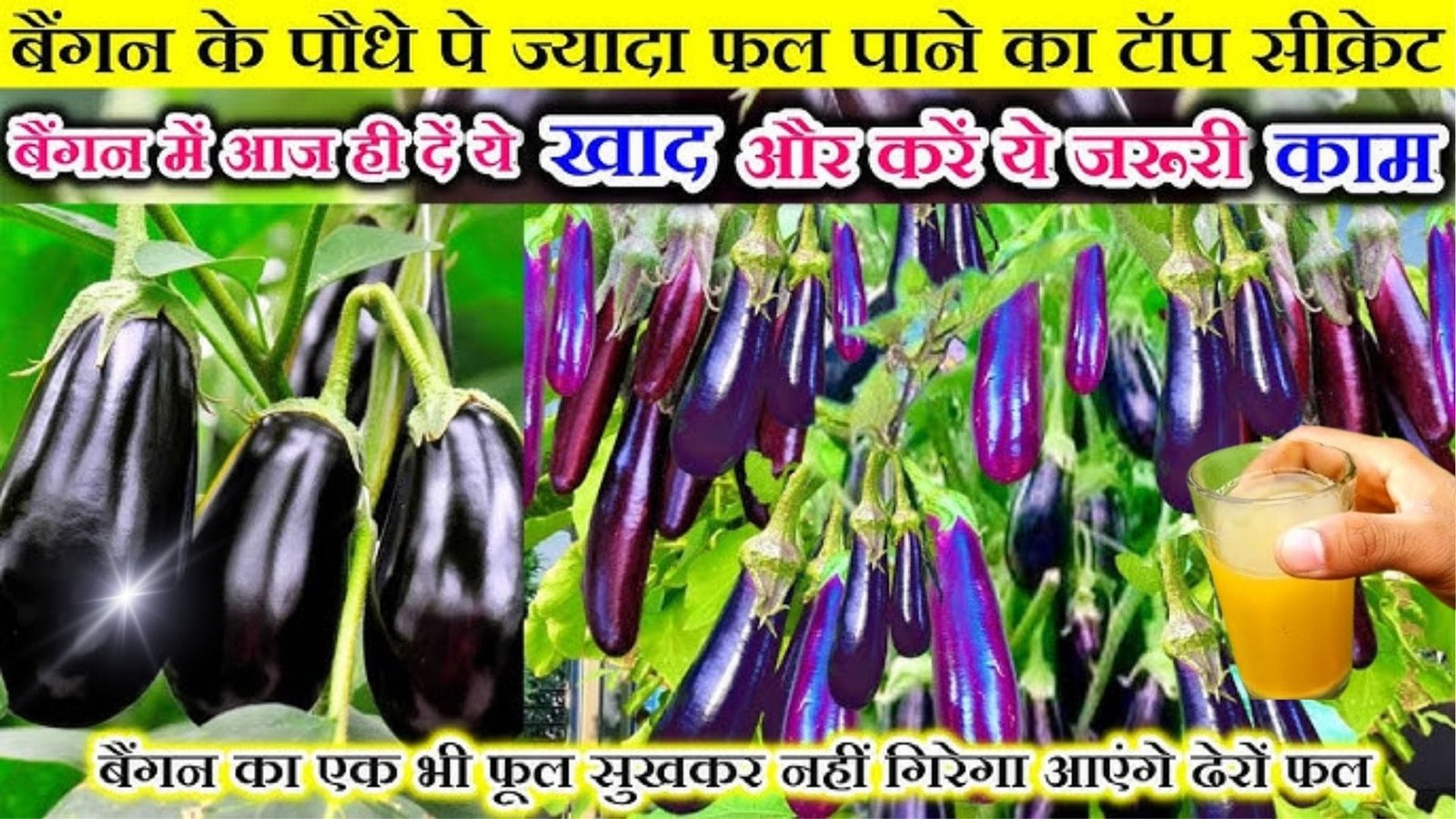 बैंगन के पौधे में केमिकल नहीं ऑर्गेनिक खाद से KG में लद कर लगेंगे फल, घर की बनी ये खाद एकबार डालें और पाएं महीने भर बंपर पैदावार