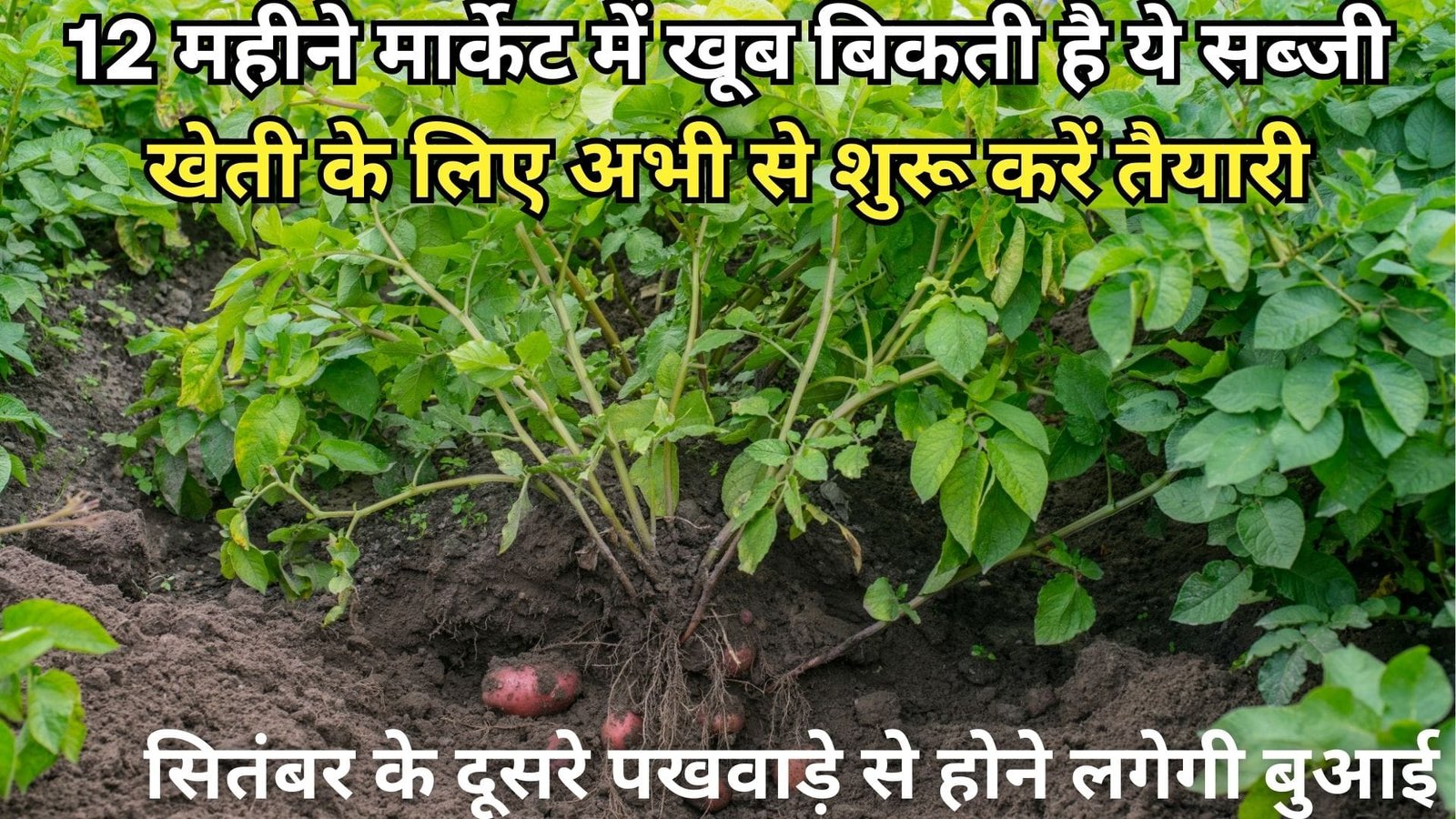 12 महीने मार्केट में खूब बिकती है ये सब्जी, खेती के लिए अभी से शुरू करें तैयारी सितंबर के दूसरे पखवाड़े से होने लगेगी बुआई, जाने बुआई का तरीका
