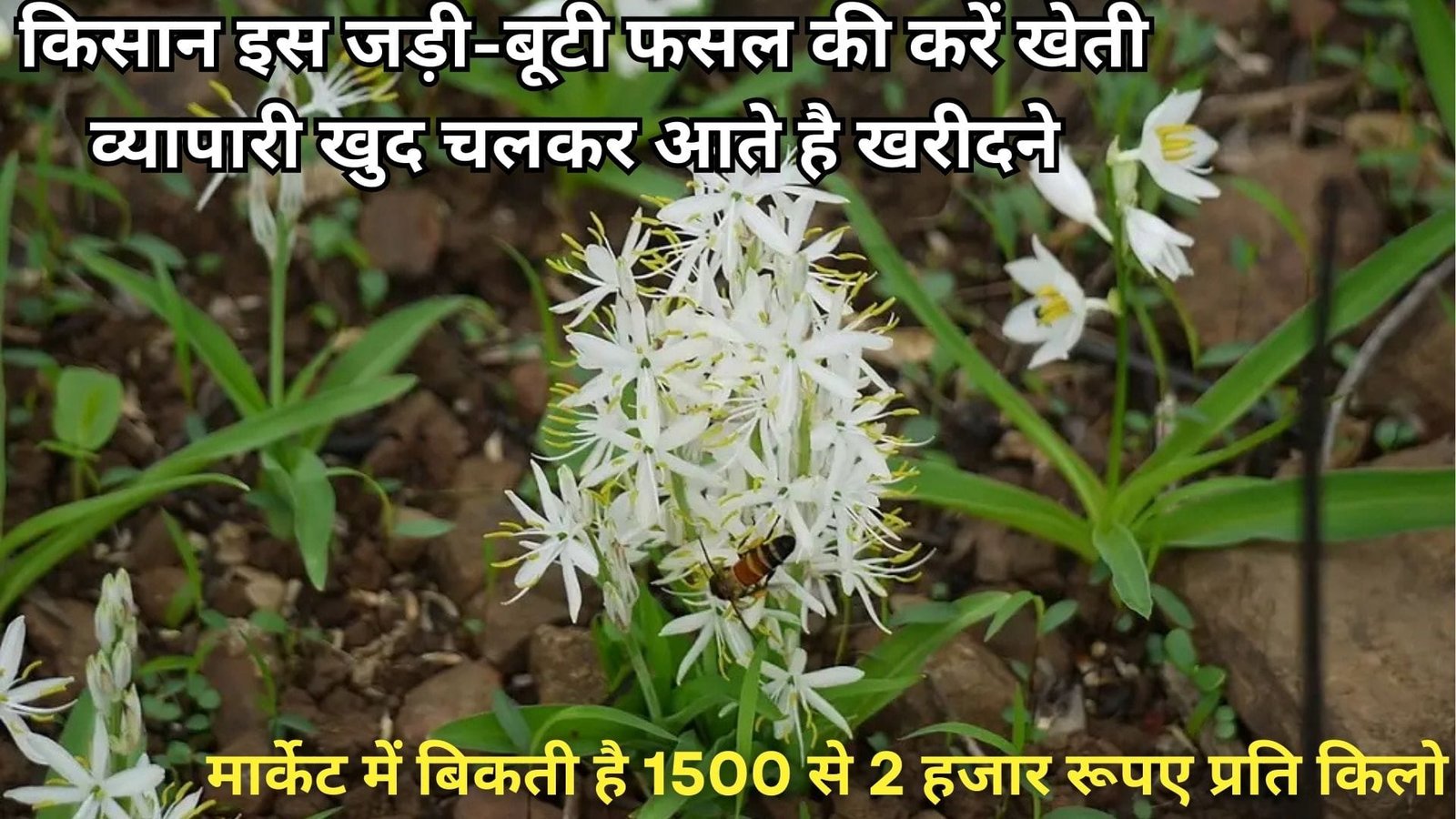 किसान इस जड़ी-बूटी फसल की करें खेती, व्यापारी खुद चलकर आते है खरीदने मार्केट में बिकती है 1500 से 2 हजार रूपए प्रति किलो