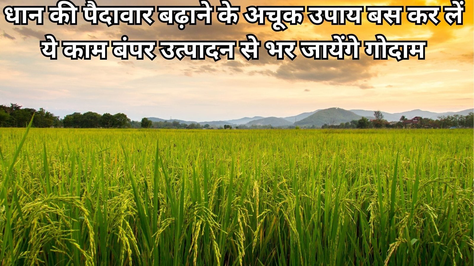 धान की पैदावार बढ़ाने के अचूक उपाय, बस कर लें ये काम बंपर उत्पादन से भर जायेंगे गोदाम, जानिए कैसे