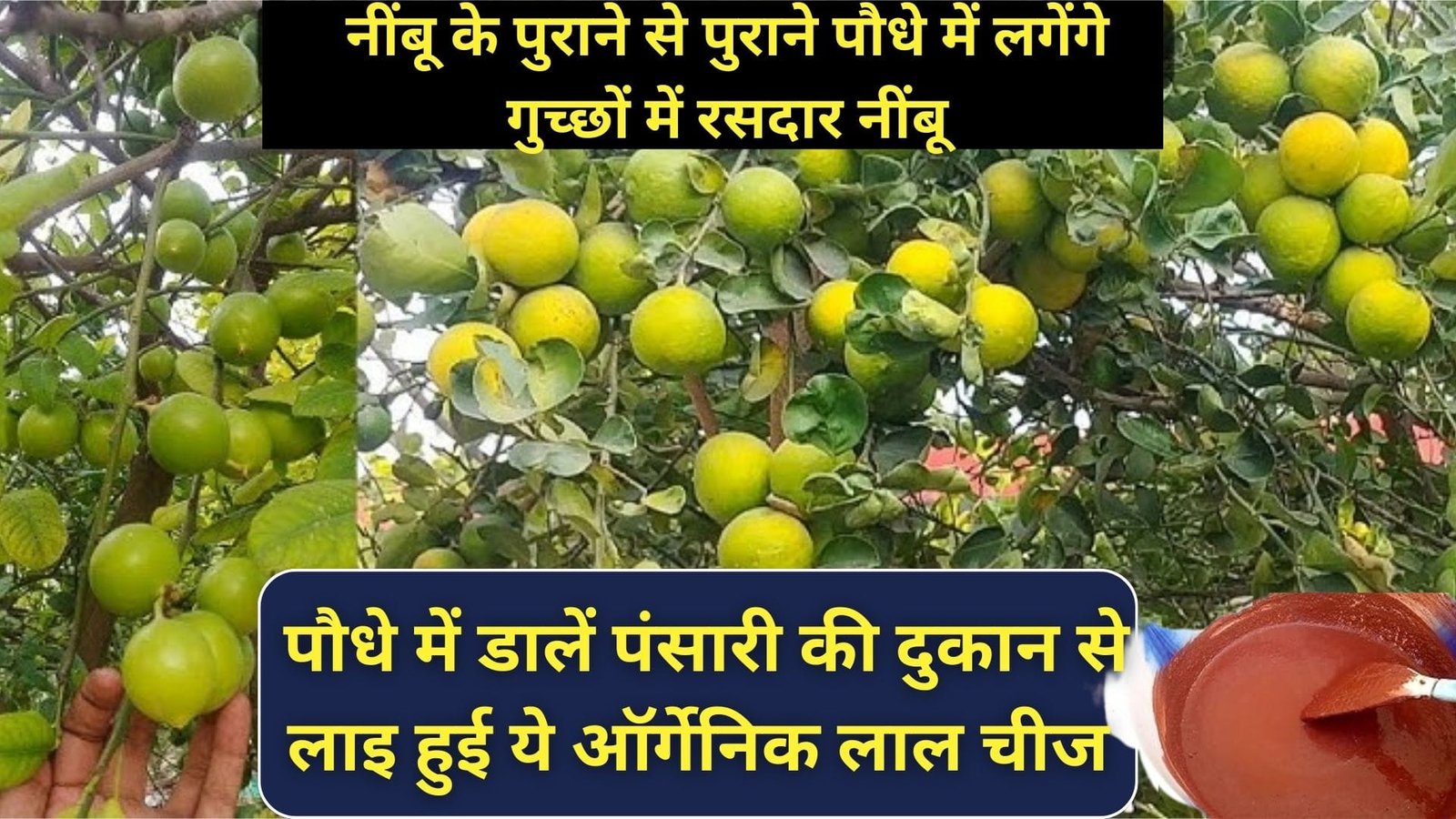 नींबू के पुराने से पुराने पौधे में लगेंगे गुच्छों में रसदार नींबू, पौधे में डालें पंसारी की दुकान से लाइ हुई ये ऑर्गेनिक लाल चीज होश उठाने वाली होगी पैदावार