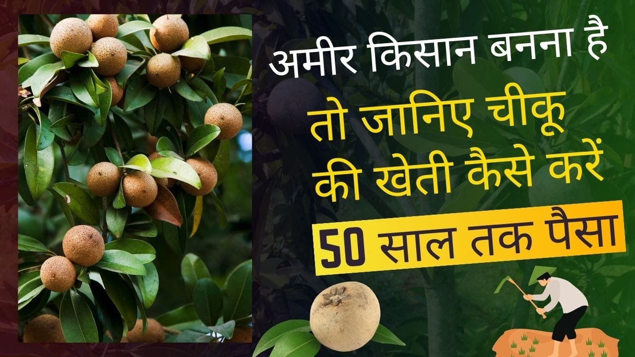 चीकू की खेती से कमाई