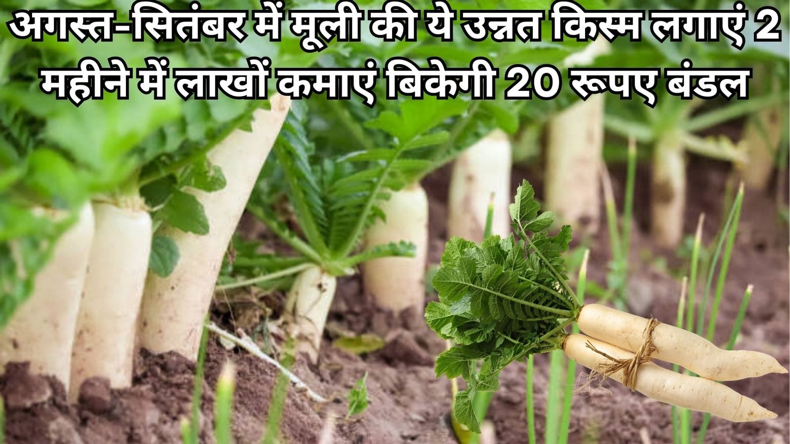 अगस्त-सितंबर में मूली की ये उन्नत किस्म लगाएं, 2 महीने में लाखों कमाएं कम दिनों में बना देगी लखपति बिकेगी 20 रूपए बंडल, जानिए नाम